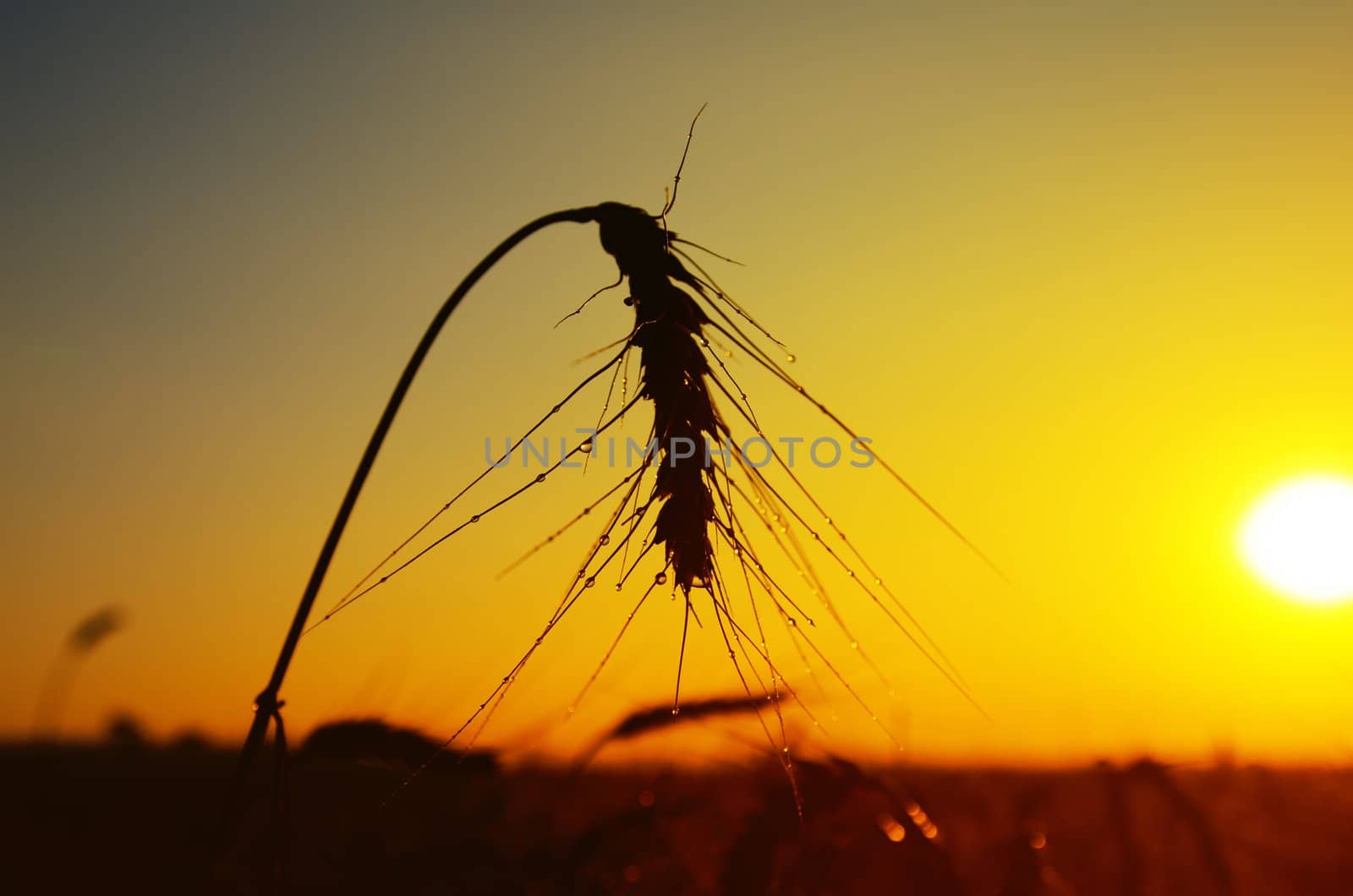 wet ears of ripe wheat on sunset