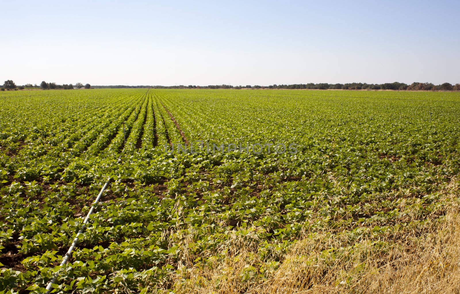 A field of green vegetable