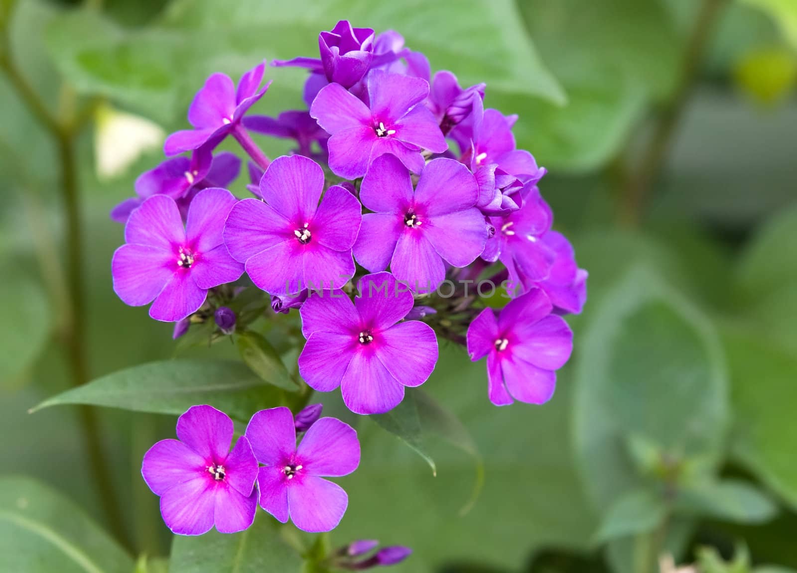  phloxes blossoming in a garden