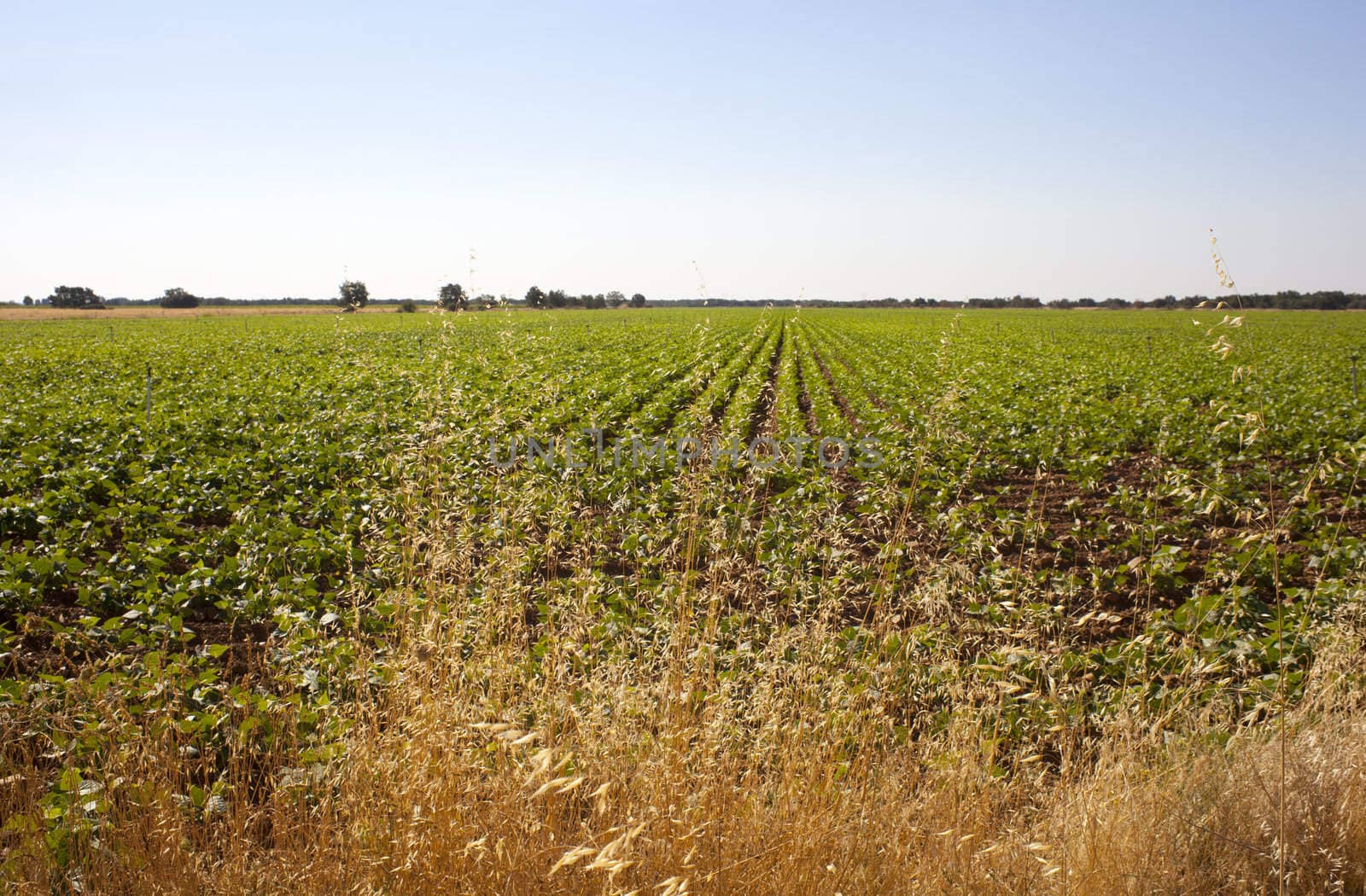 A field of green vegetable