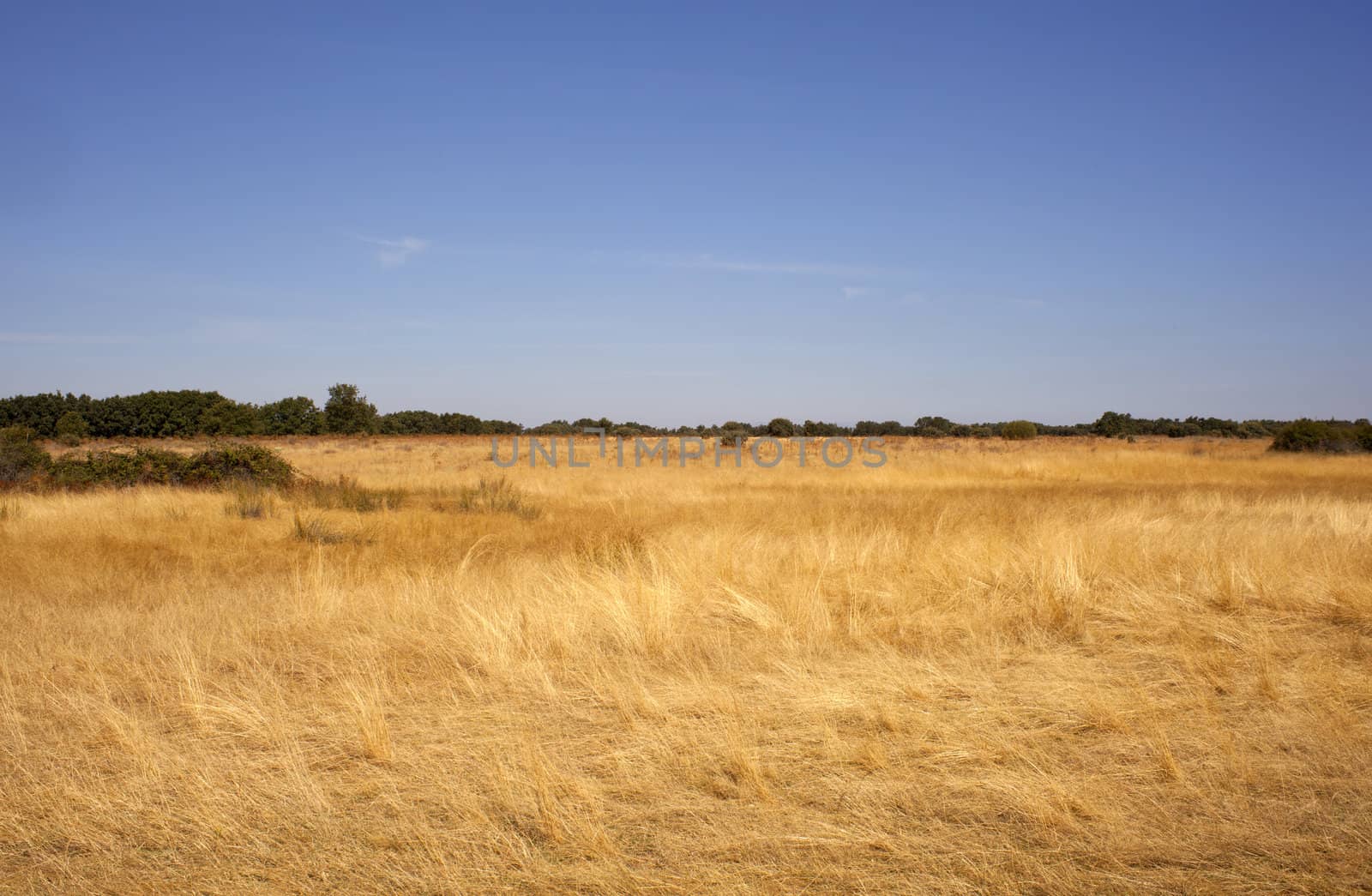 Field after harvest in Spain