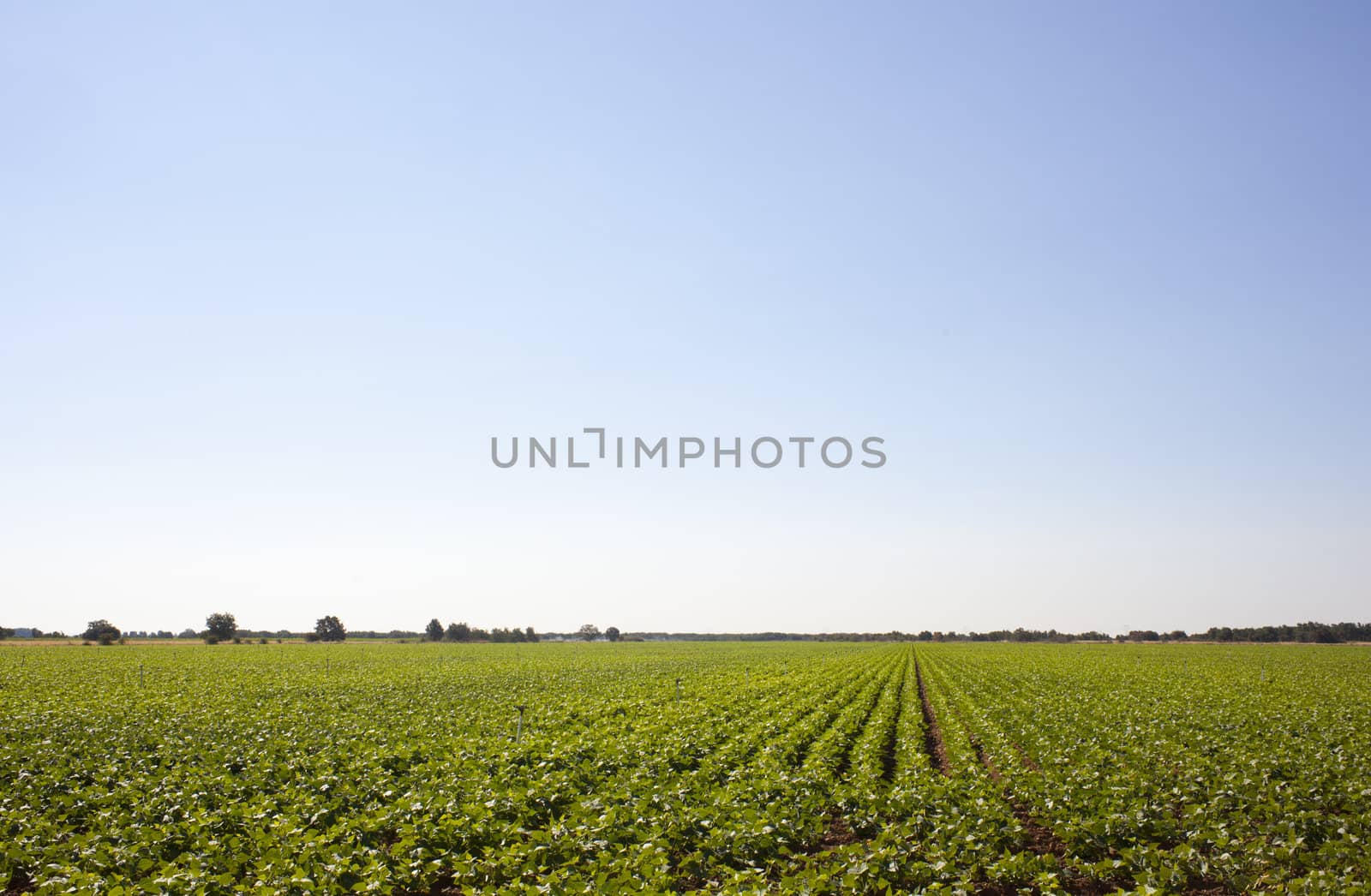 A field of green vegetable