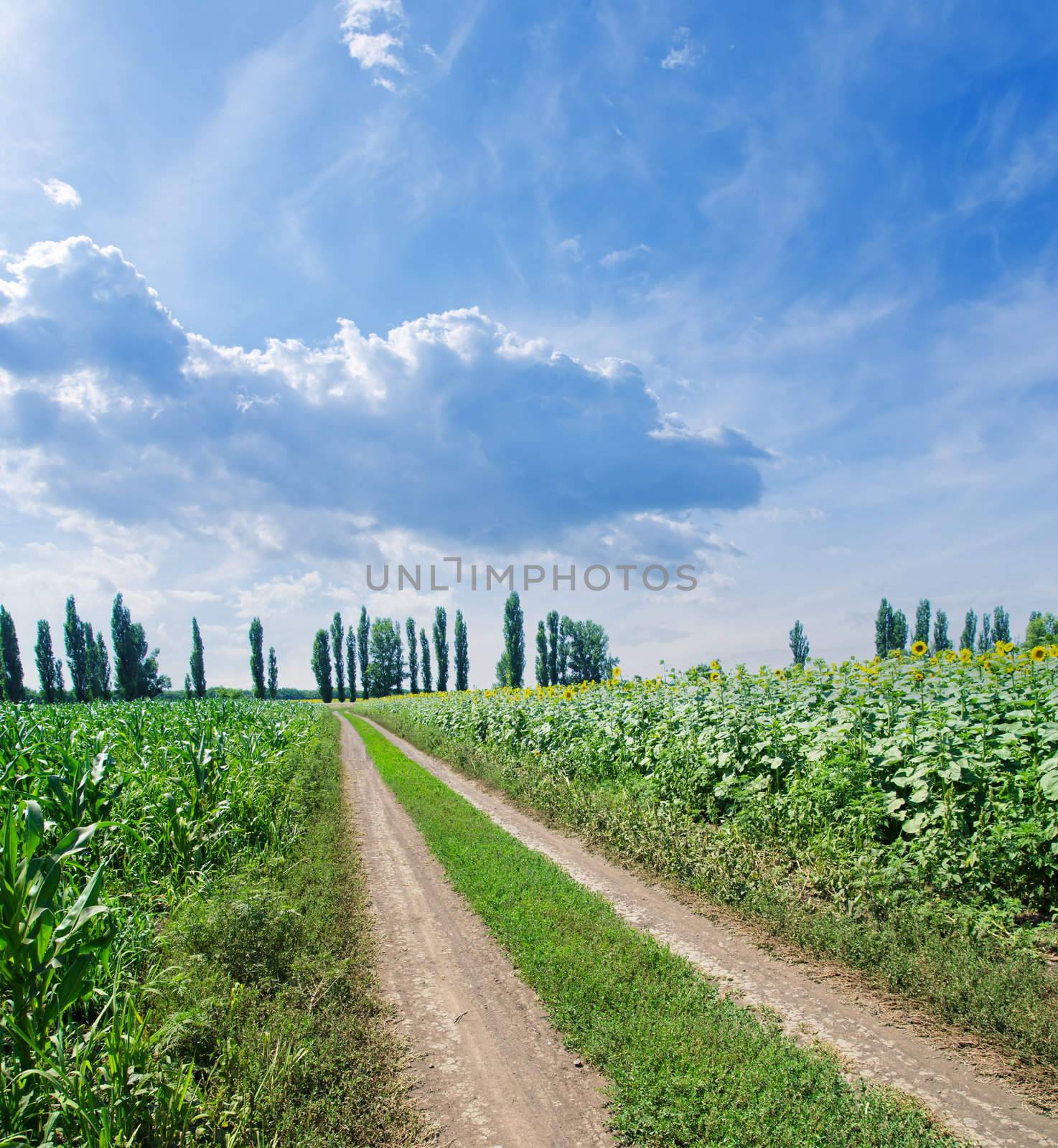 rural road in green field