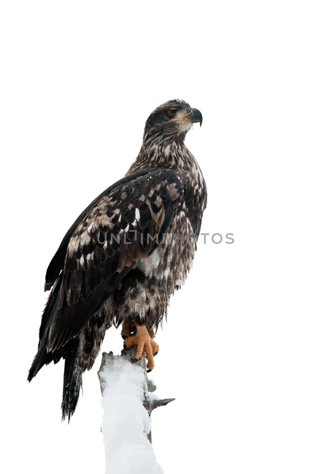 Bald eagle of  sitting on a branch of dead tree.Haliaeetus leucocephalus washingtoniensis. Isolated on white