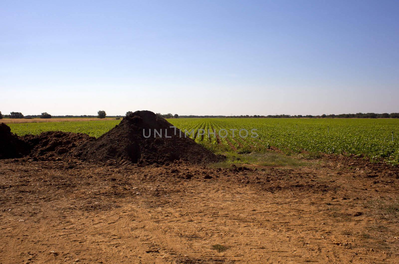 Manure on a fiel, Spain