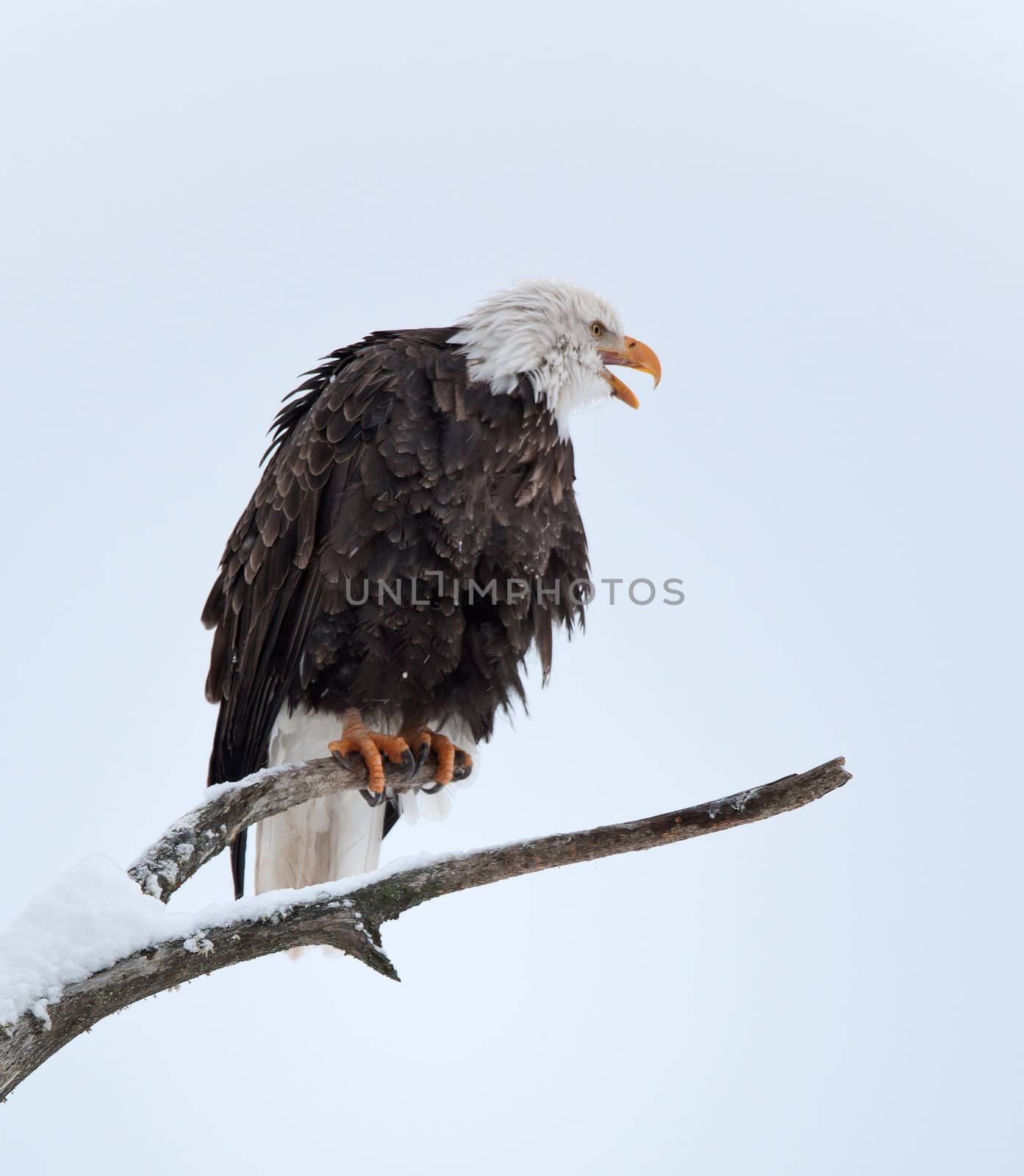 Shouting Bald eagle of  sitting on a branch of dead tree. Haliaeetus leucocephalus washingtoniensis.