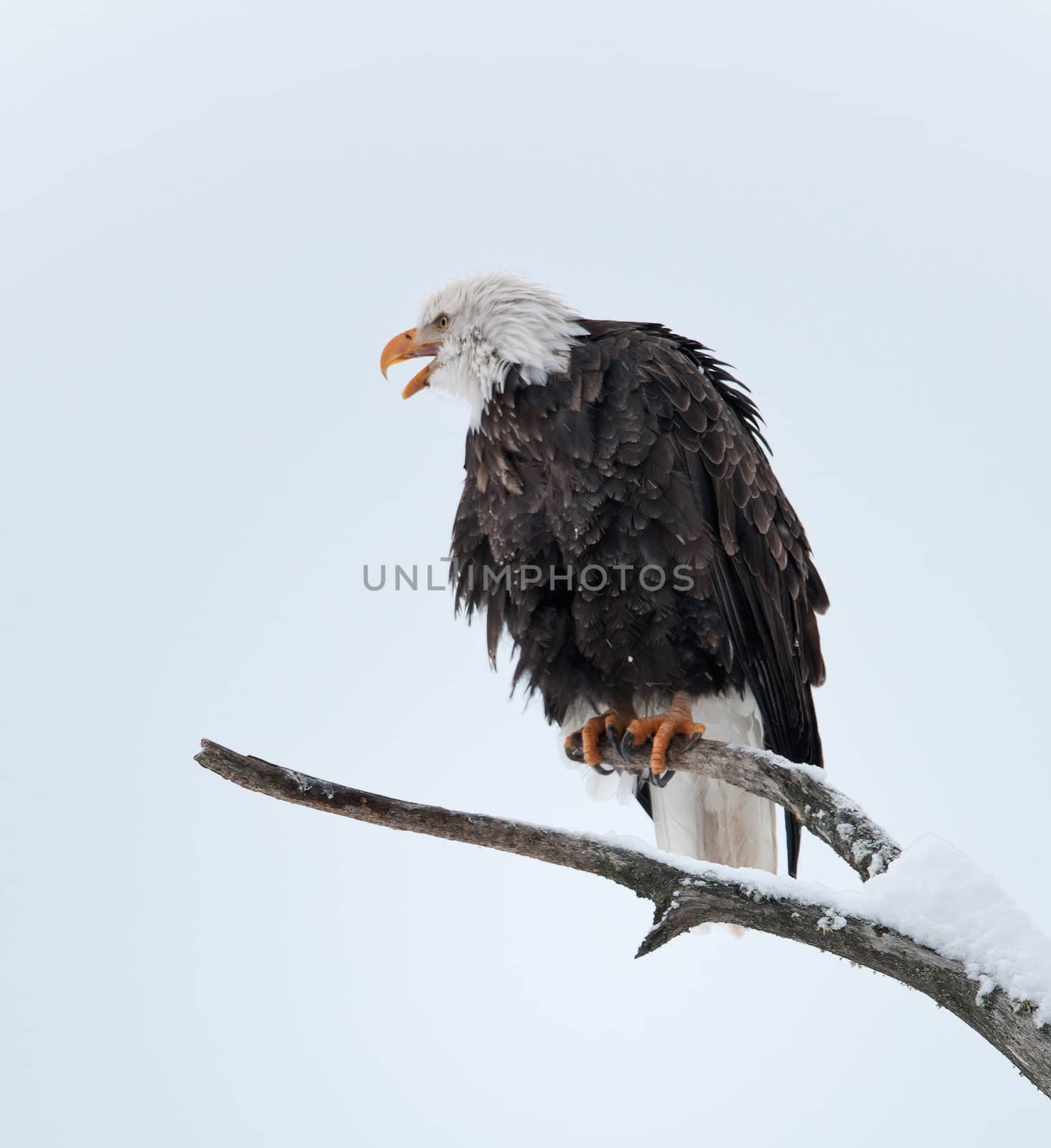 Bald eagle of  sitting on a branch of dead tree.Haliaeetus leucocephalus washingtoniensis.