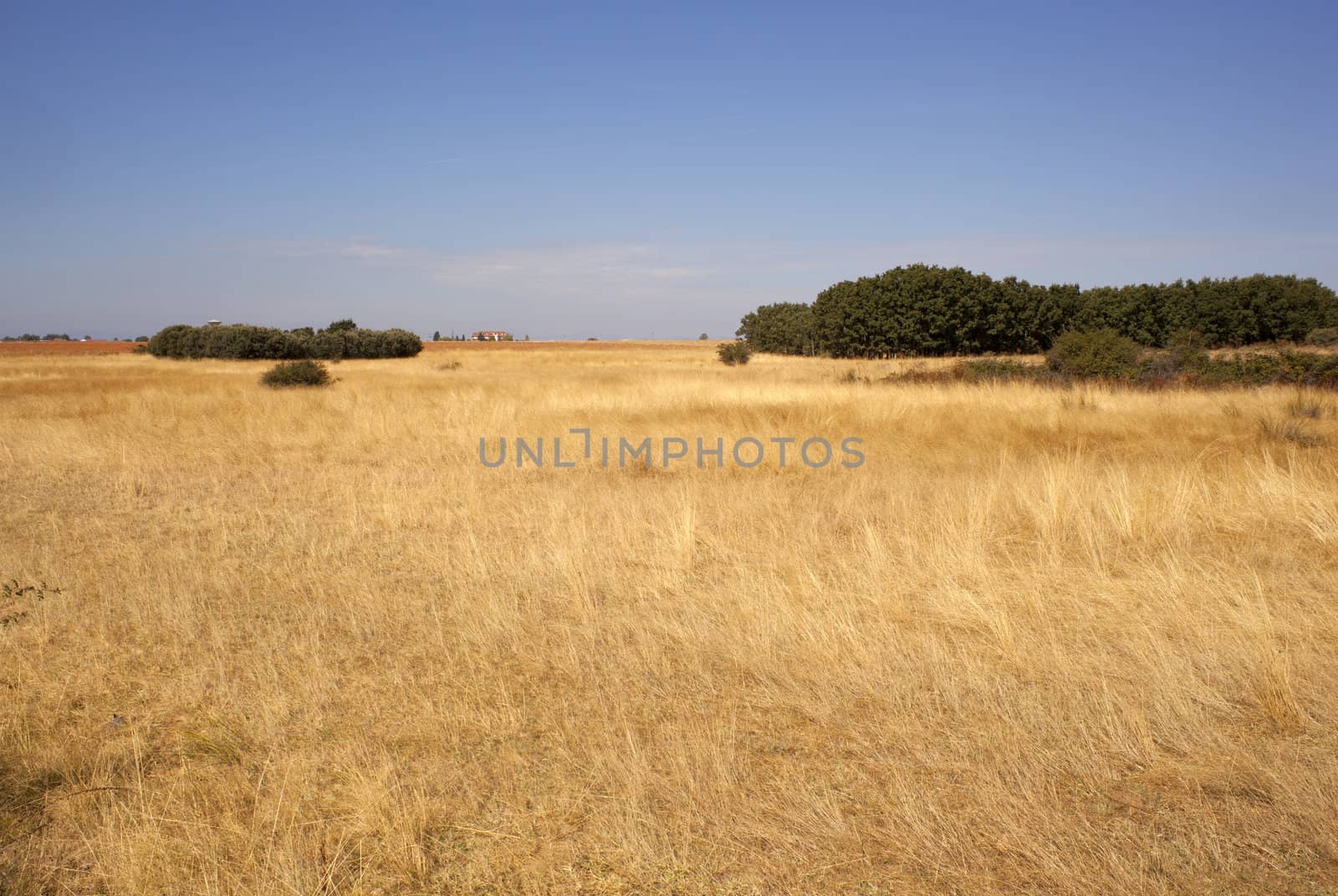 Field after harvest in Spain