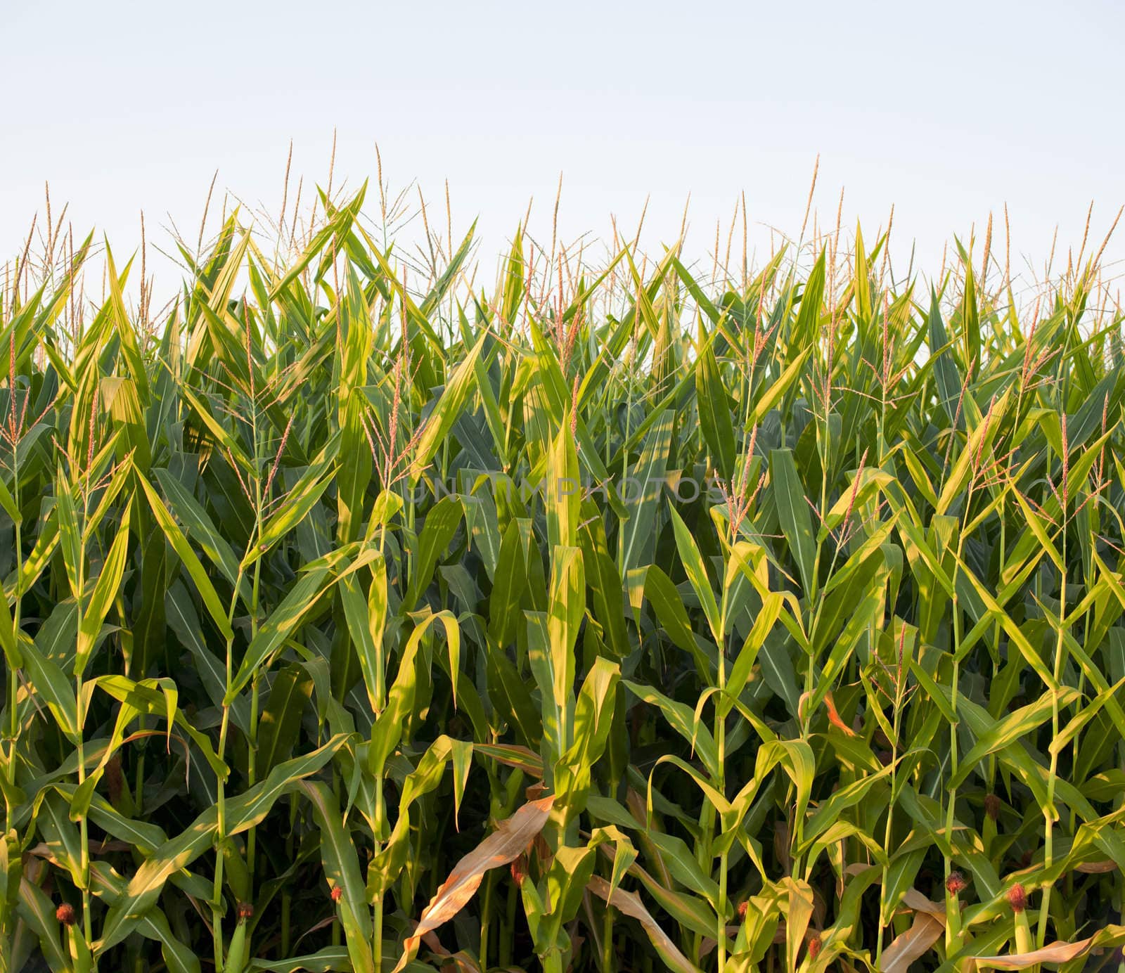 Cornfield in the spanish countryside