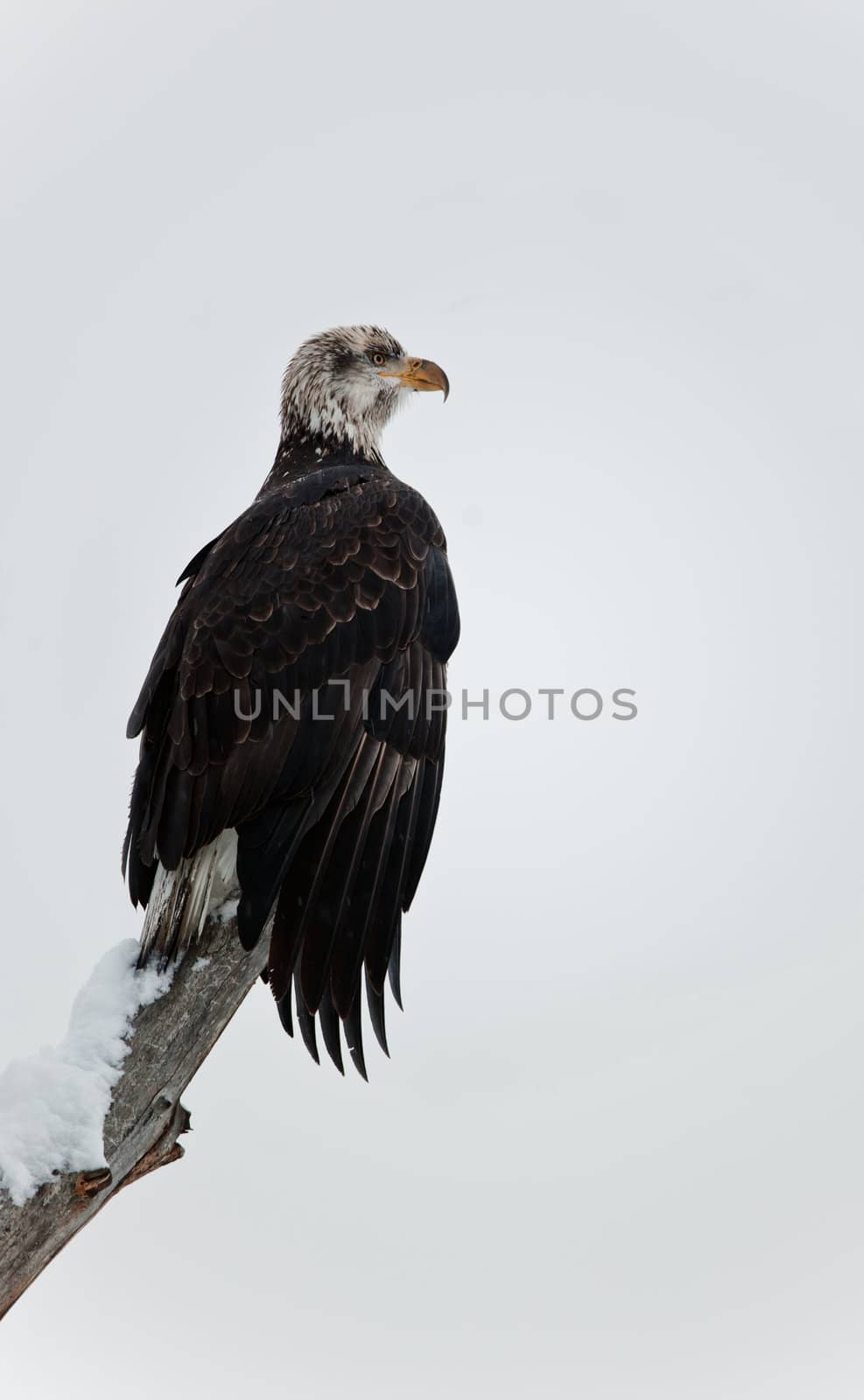 Bald eagle of  sitting on a branch of dead tree. Haliaeetus leucocephalus washingtoniensis.