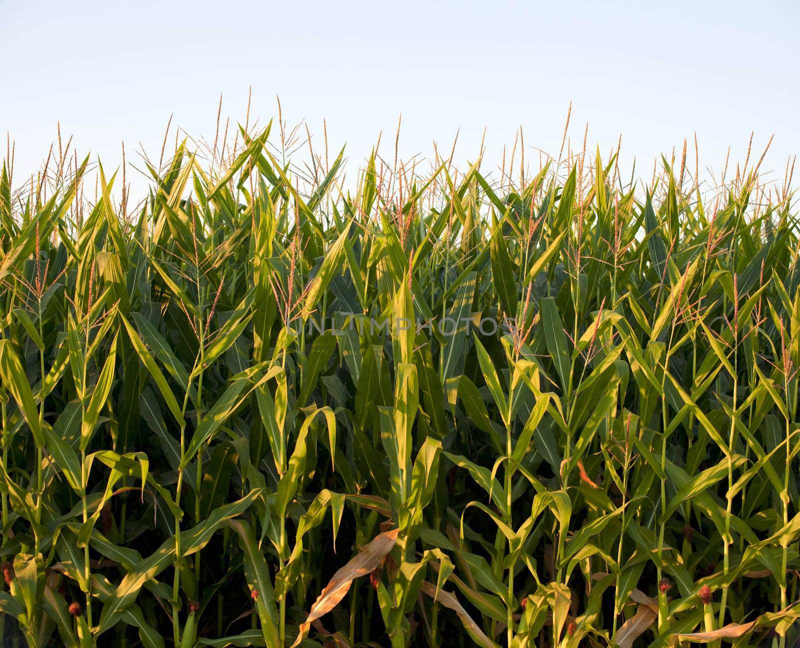 Cornfield in the spanish countryside