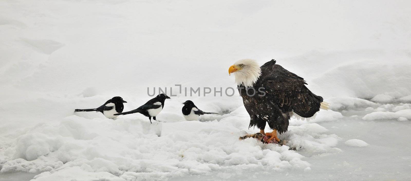 Bald Eagle feeding by SURZ