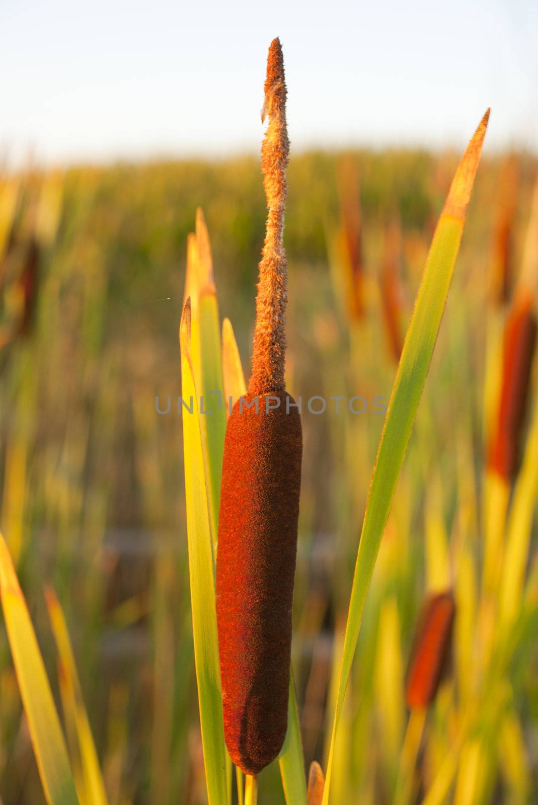 Cane thicket in the countryside