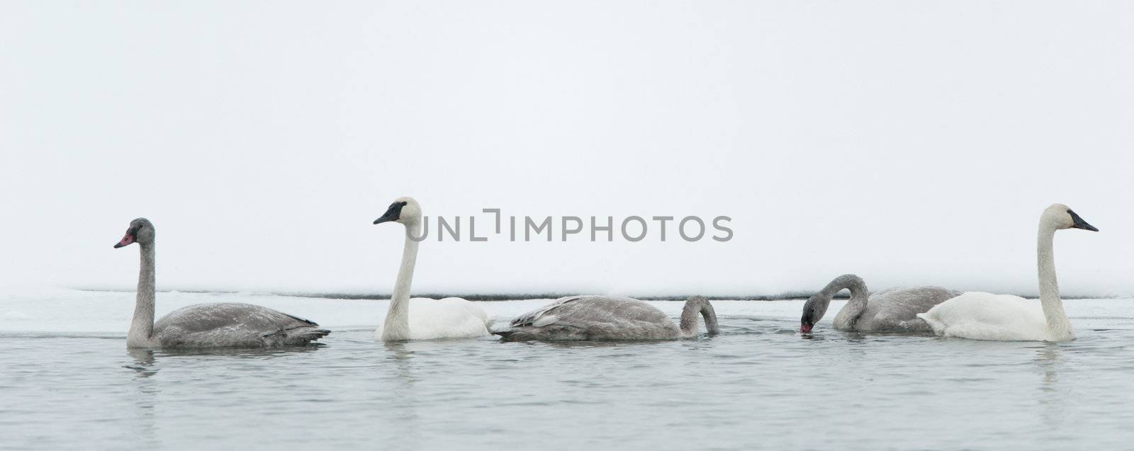 Tundra swans swim in the freezing river. In the winter. Alaska,  USA