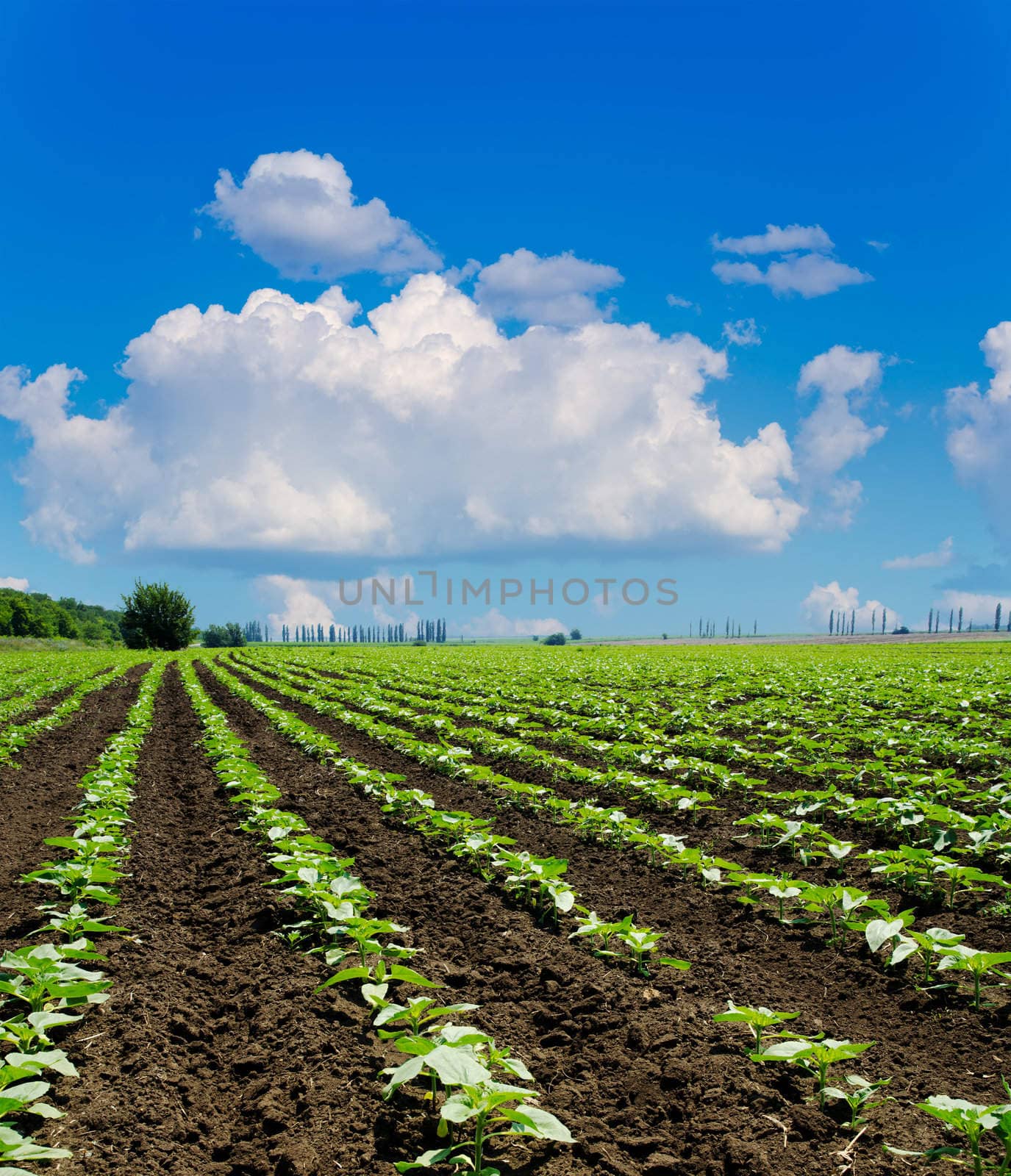 field with green sunflowers under deep blue sky