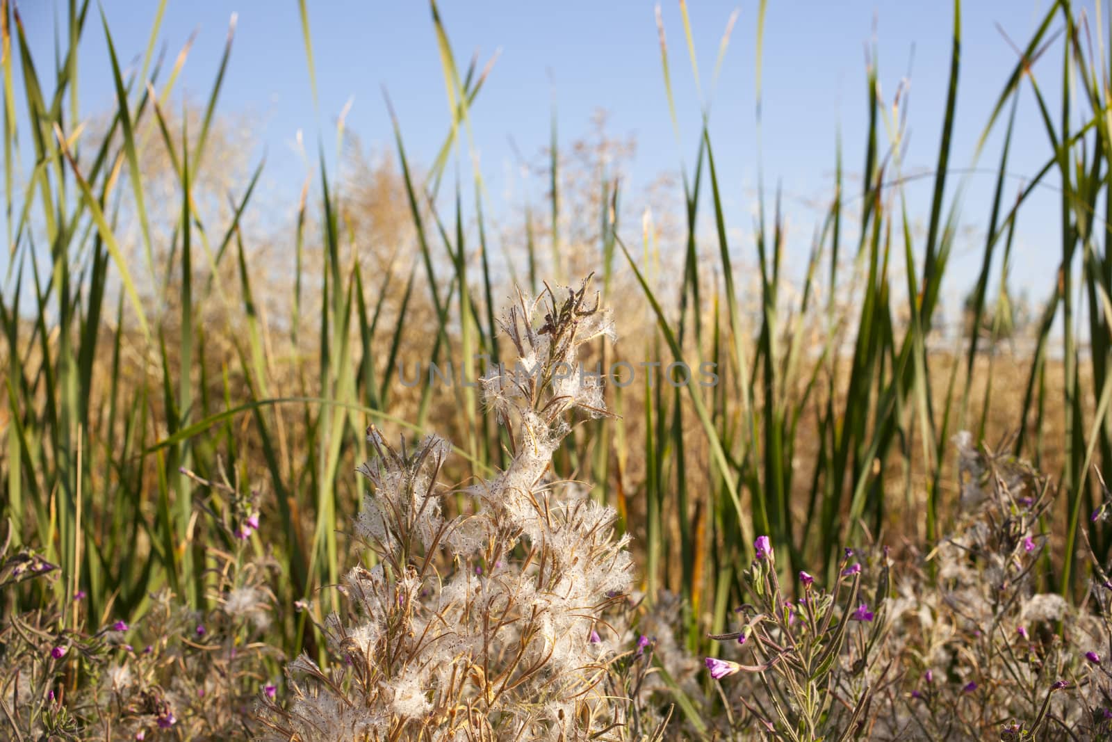 The Plants on the field