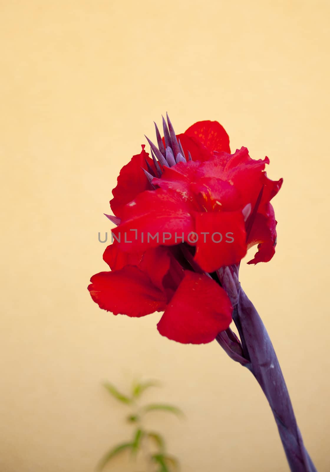 Photo of a red flower