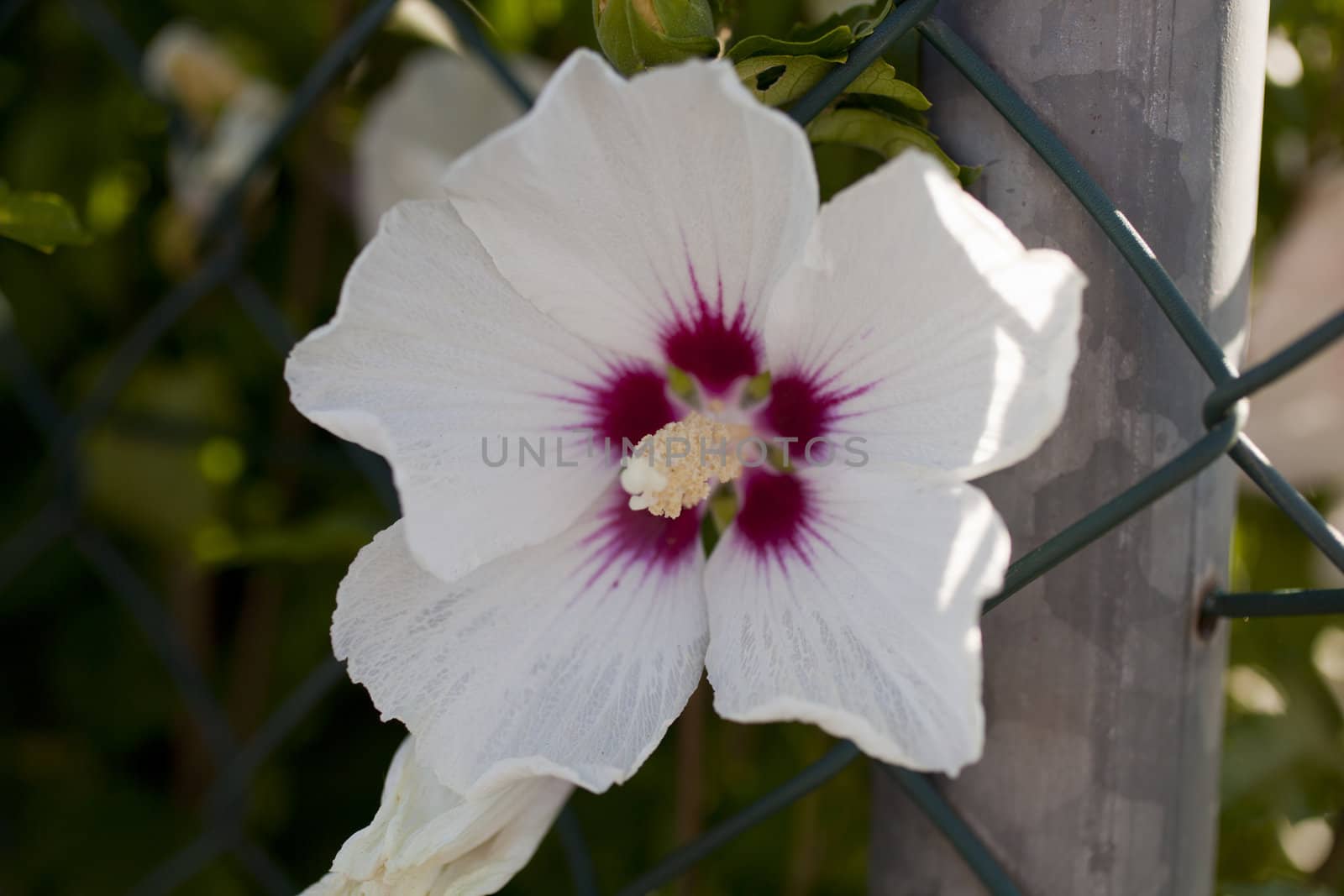 Photo of a white flower