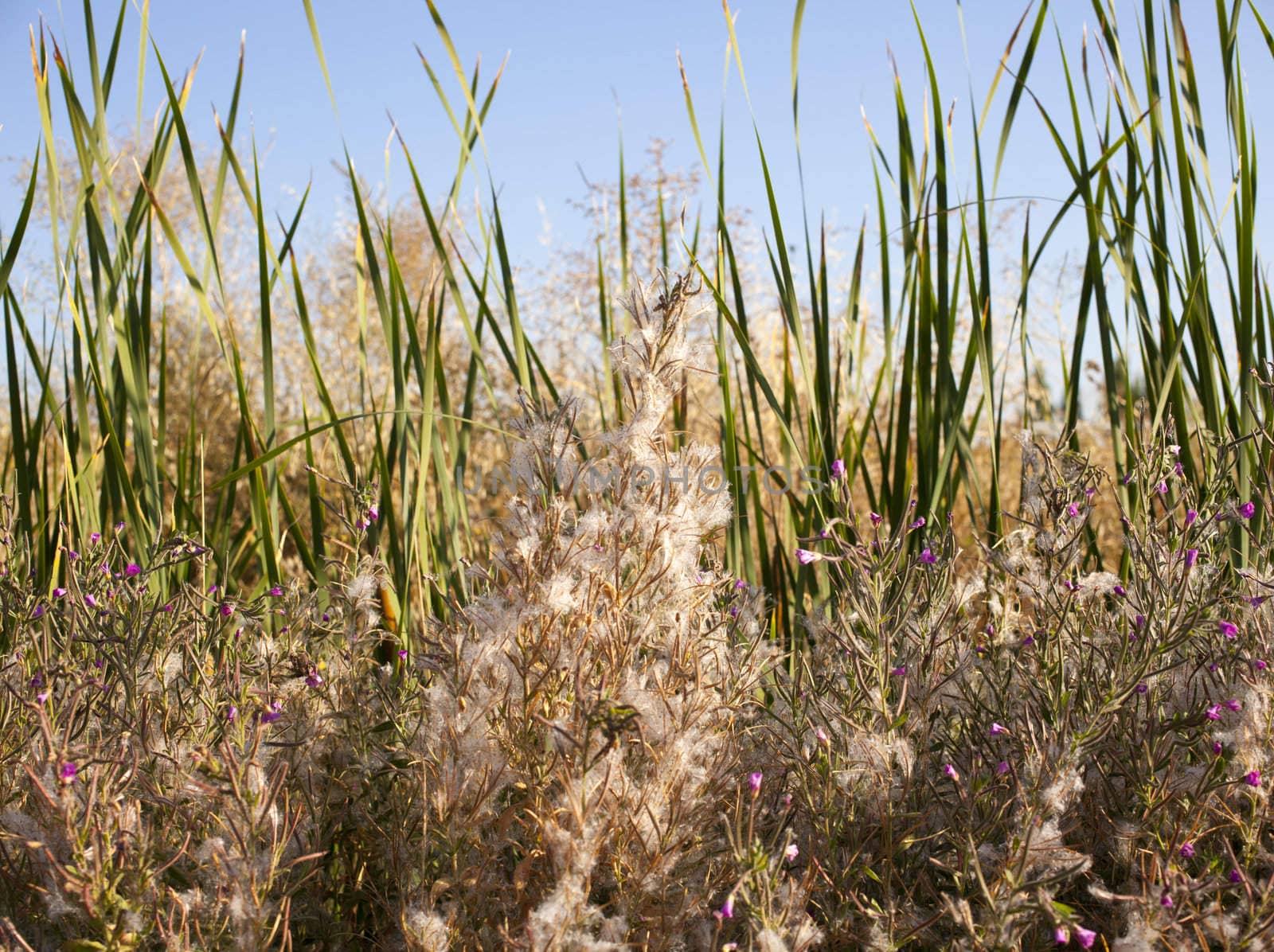 The Plants on the field