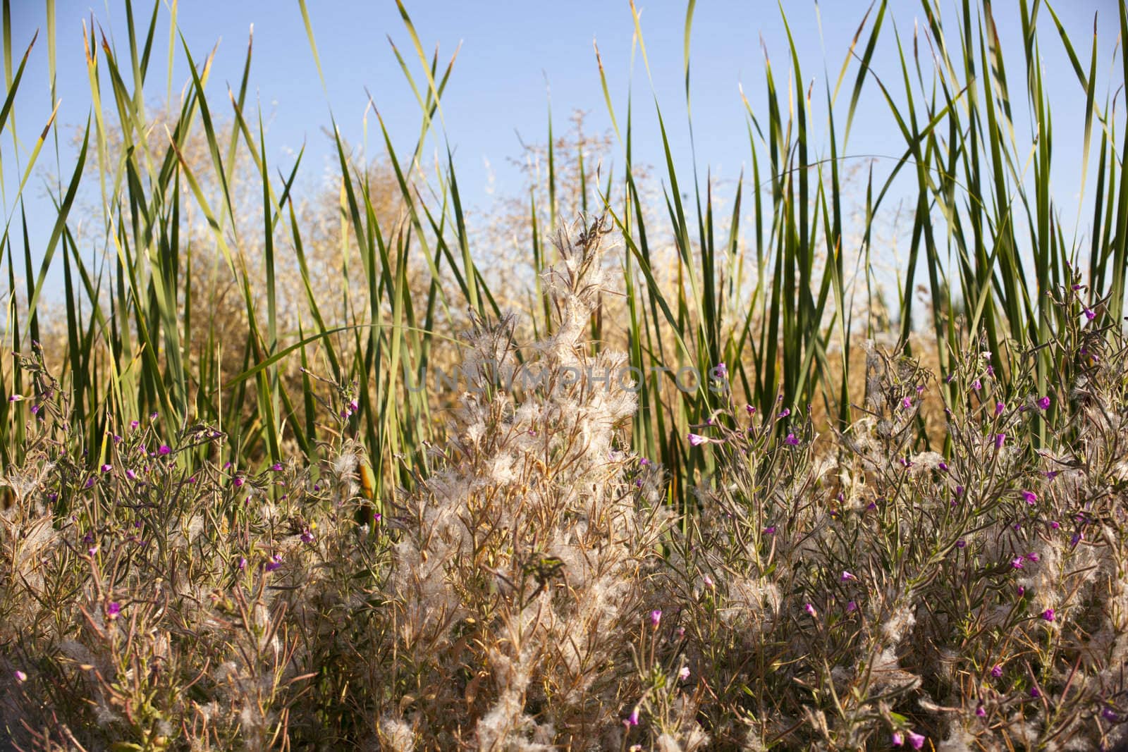 The Plants on the field
