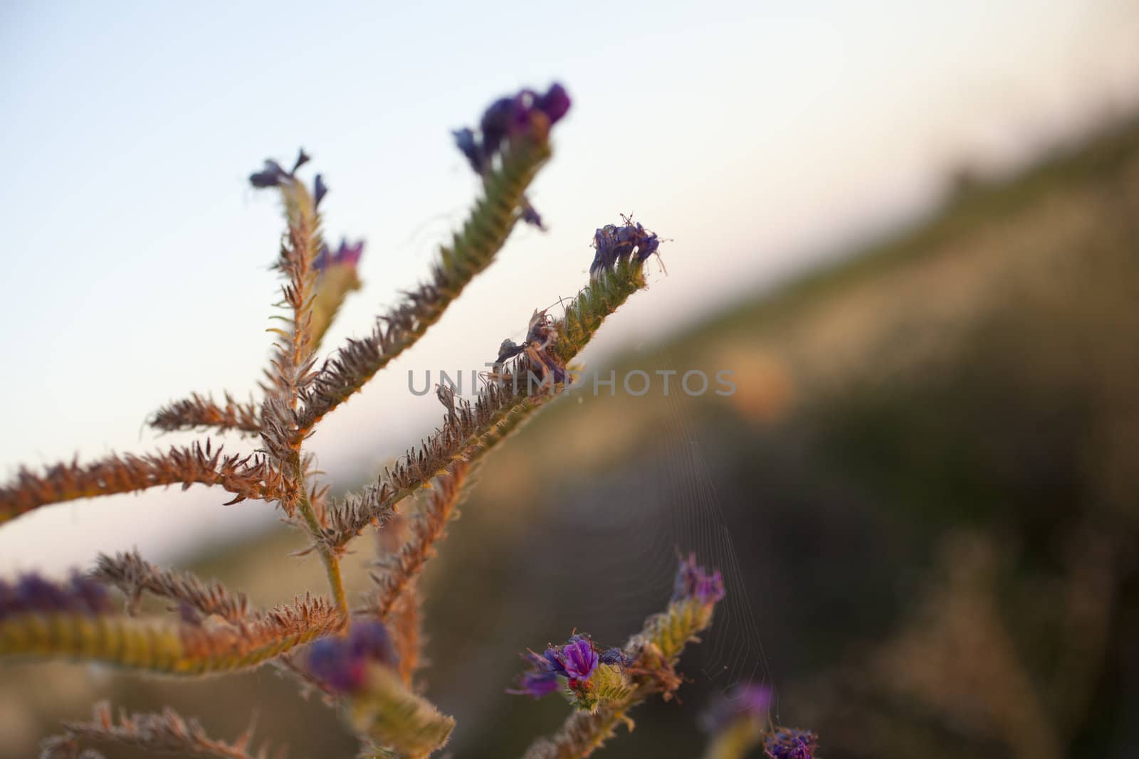 Flowers of a plant with thorns