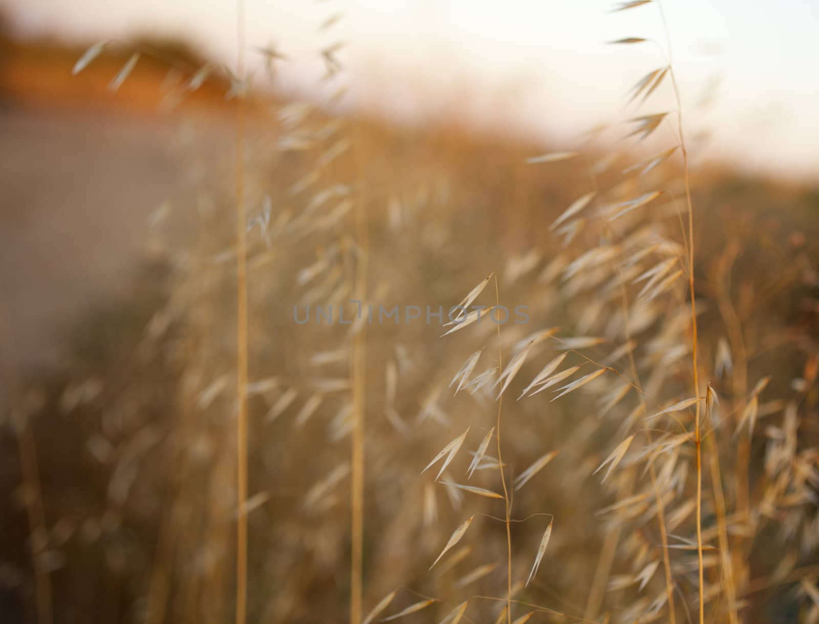 Dried plants in the country