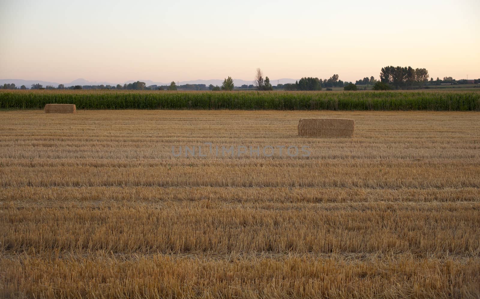 Field after harvest in Spain