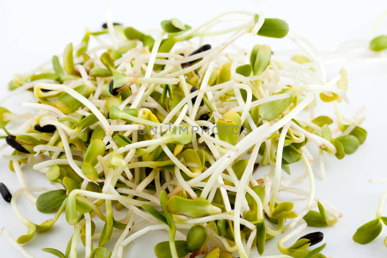 Fresh alfalfa sprouts isolated on white background