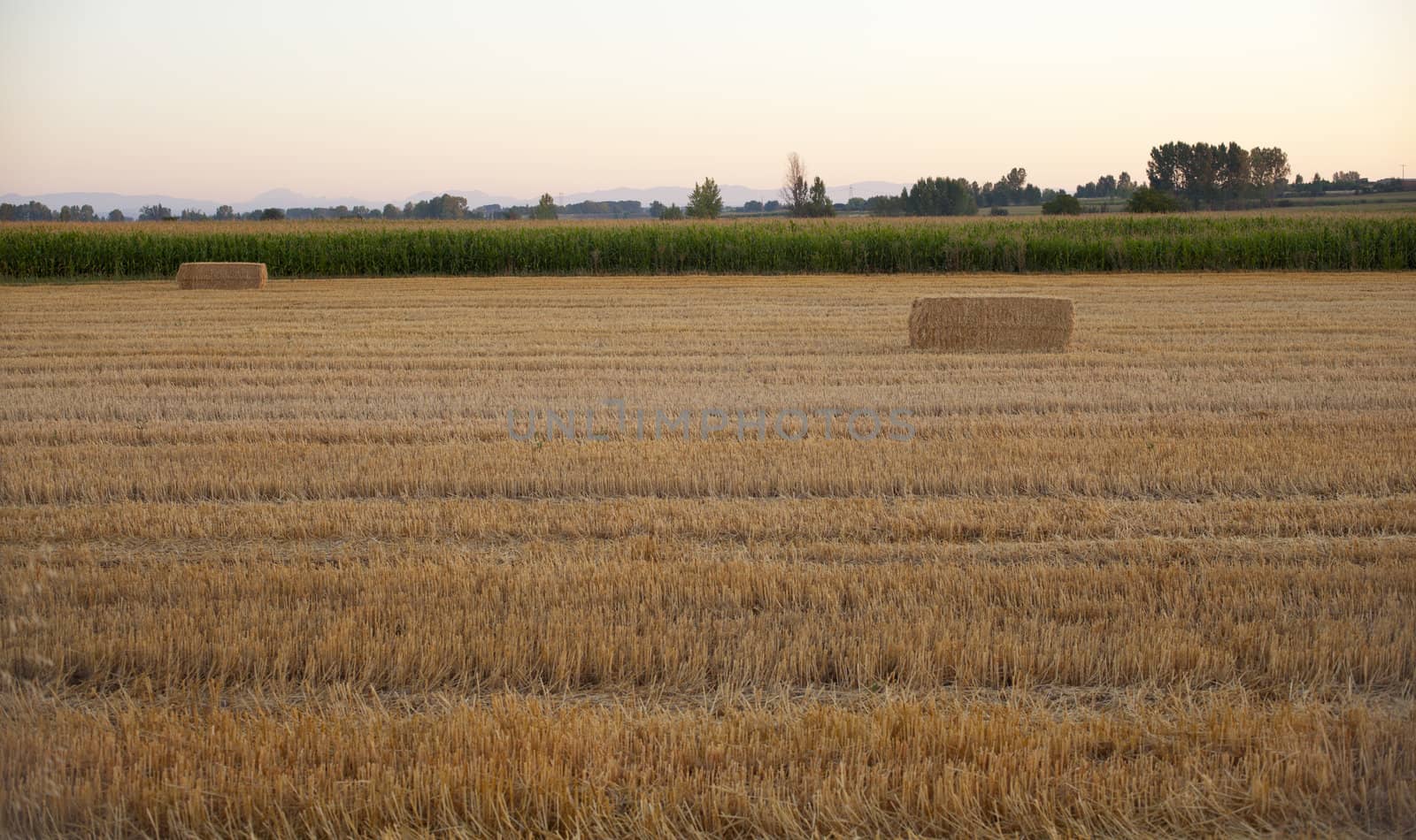 Field after harvest in Spain