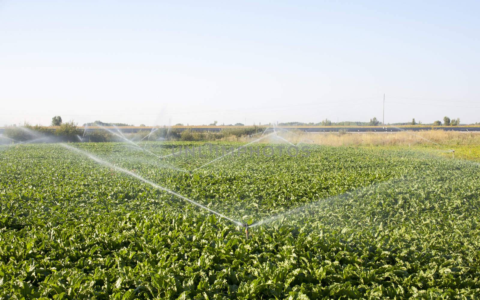 Sprinkler while Irrigating a field