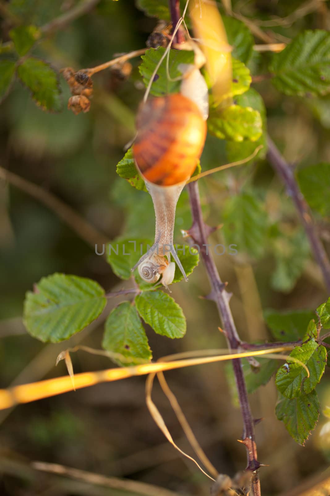 Two snails on a leaf