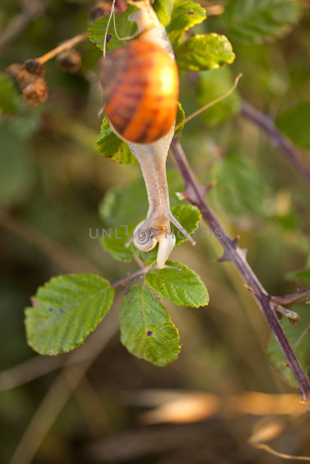 Two snails on a leaf