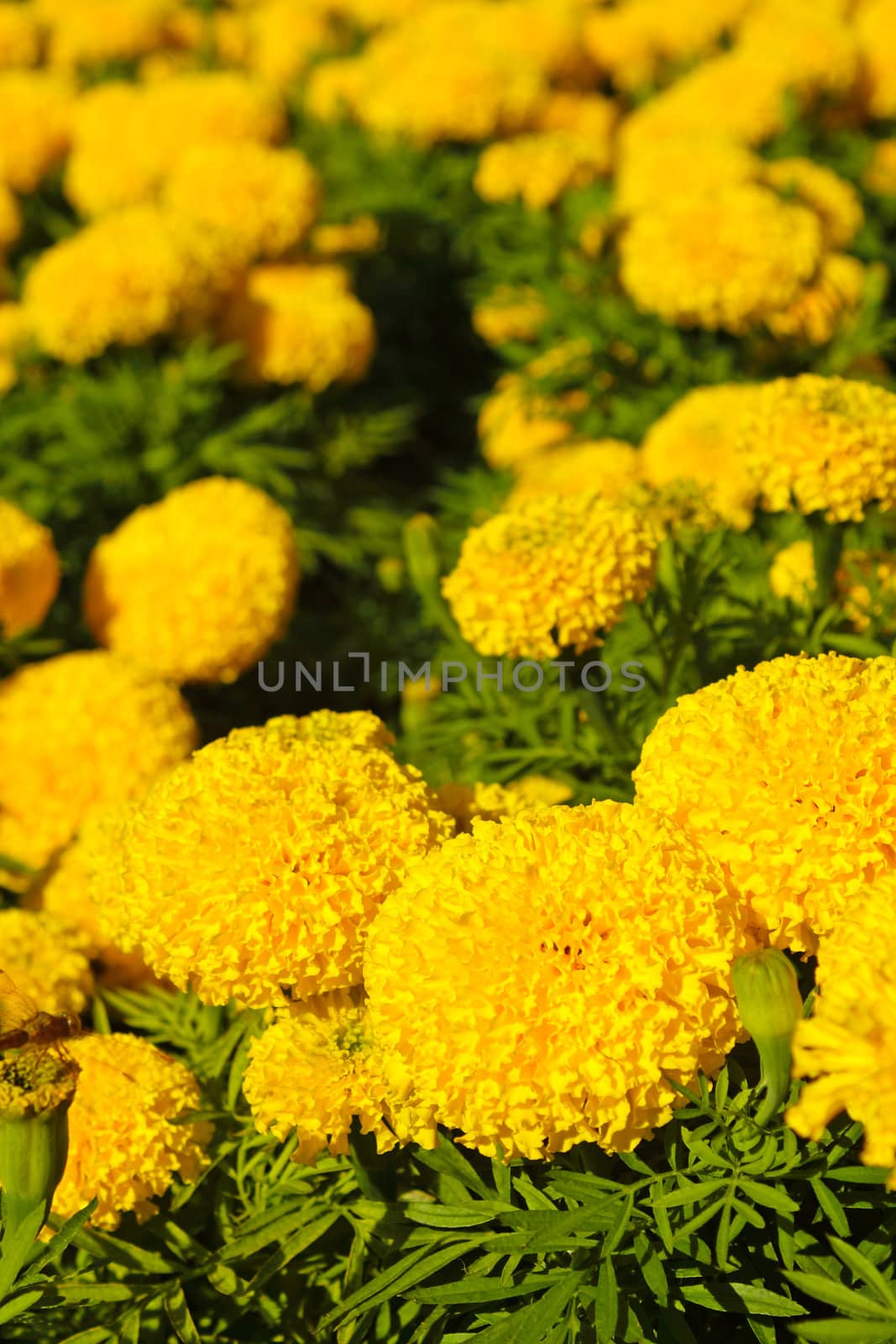 Marigold flower by rawich06