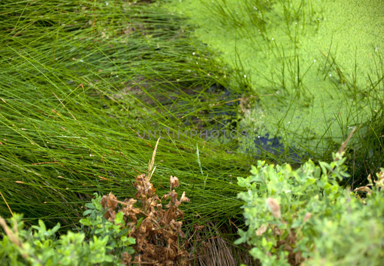 Muck floating on top of a pond