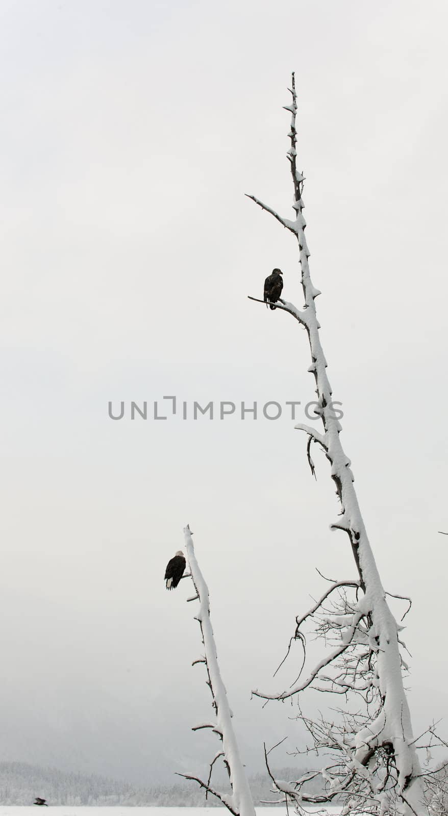 Bald eagles sitting on  a dead tree. Haliaeetus leucocephalus washingtoniensis.