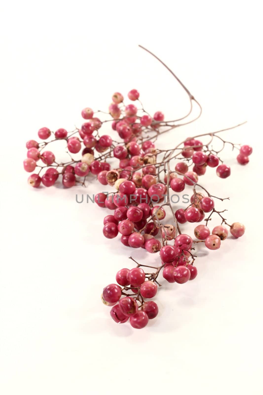 a panicle with pink pepper berries on a light background