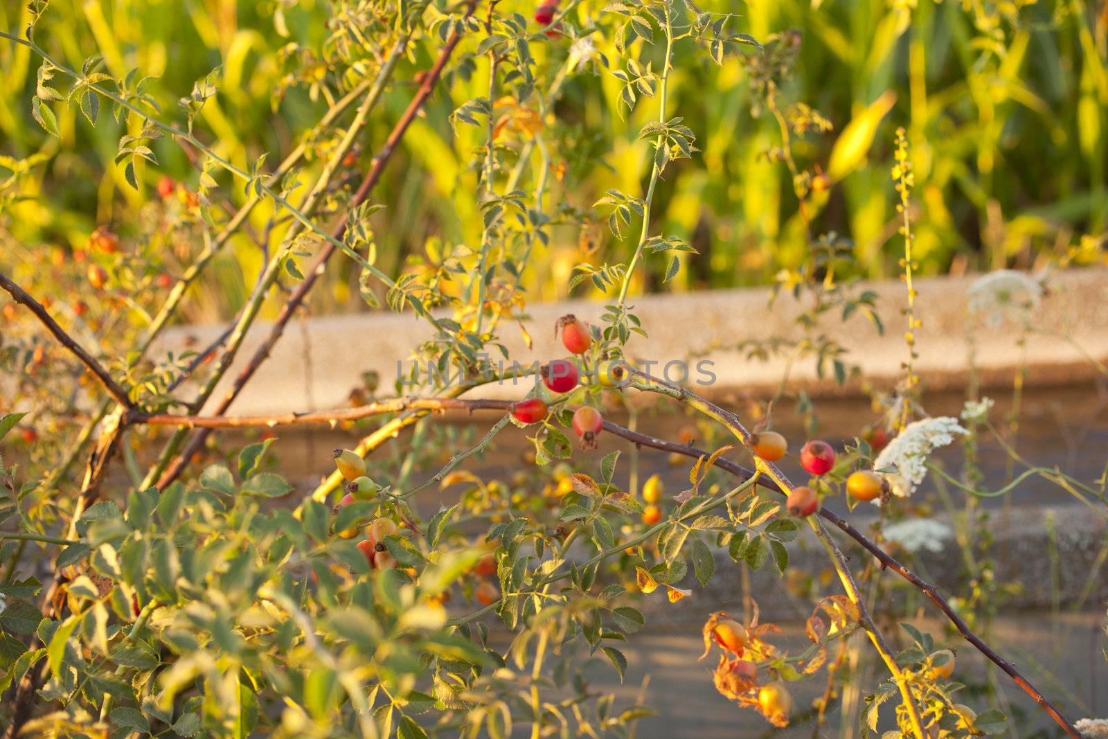 Rose hips from the bushes