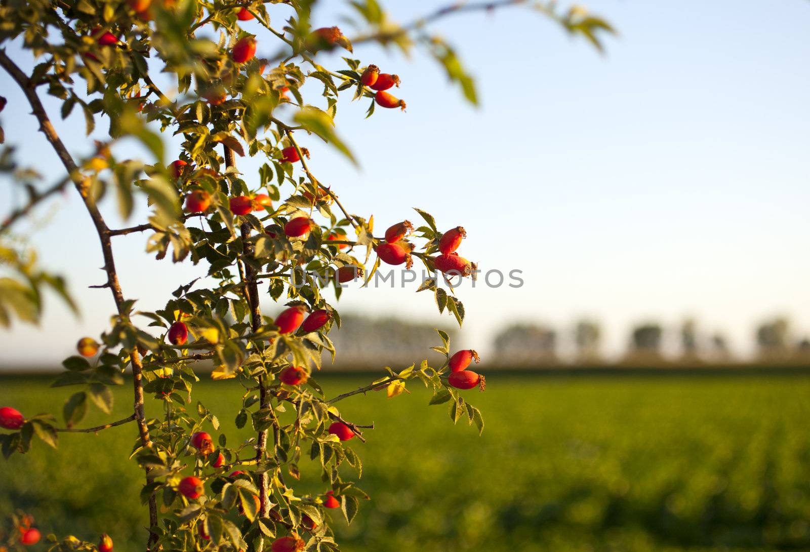 Rose hips from the bushes