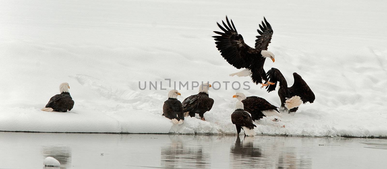  Bald eagles (Haliaeetus leucocephalus) fighting for food,