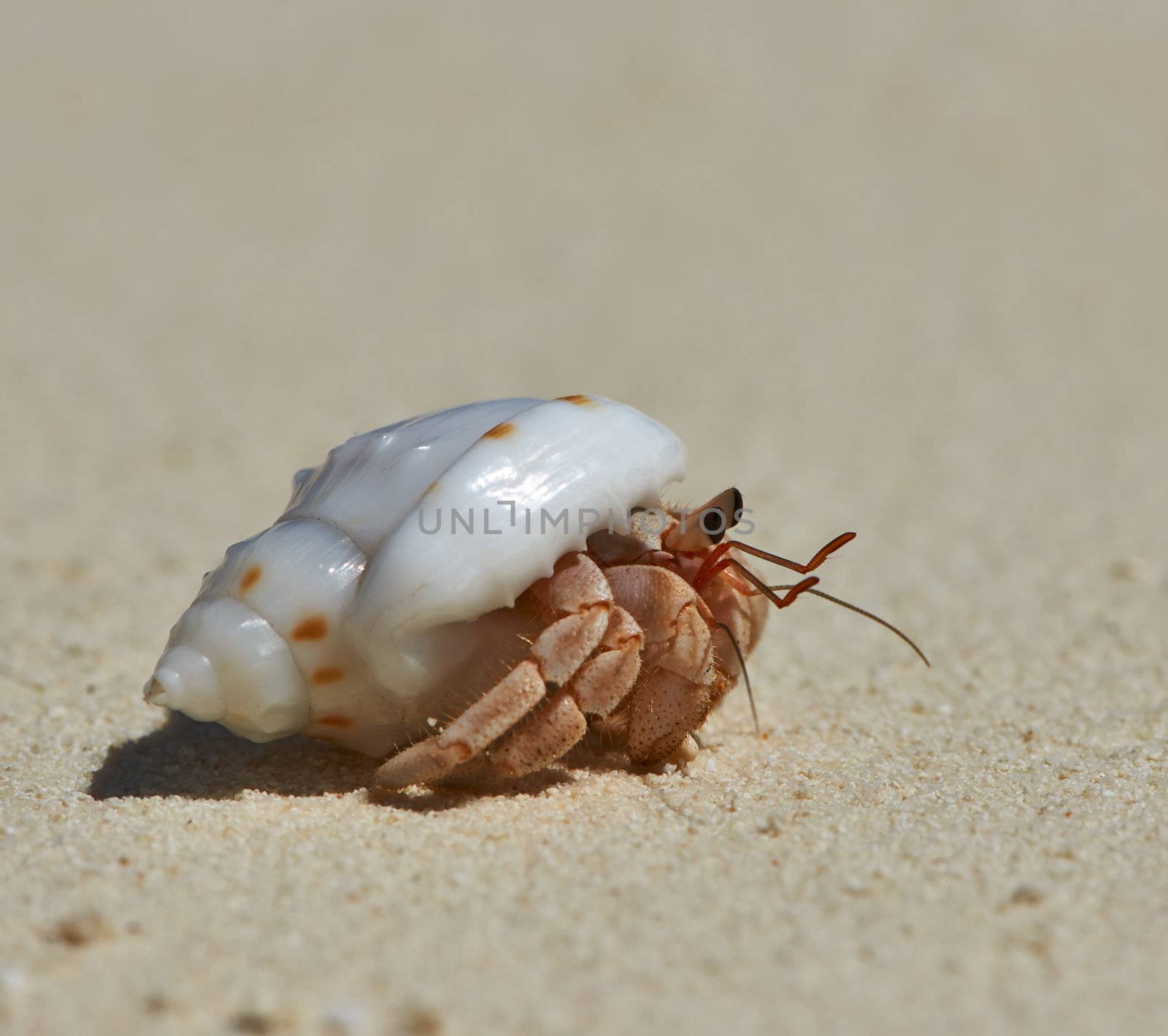 Hermit crab on a beach at Maldives