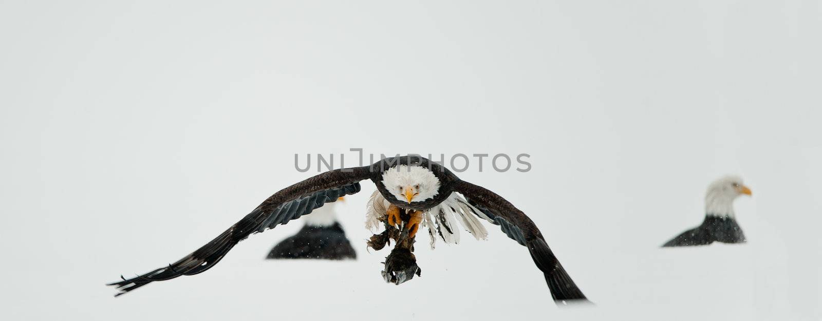 Feeding of Bald eagles (Haliaeetus leucocephalus) by SURZ