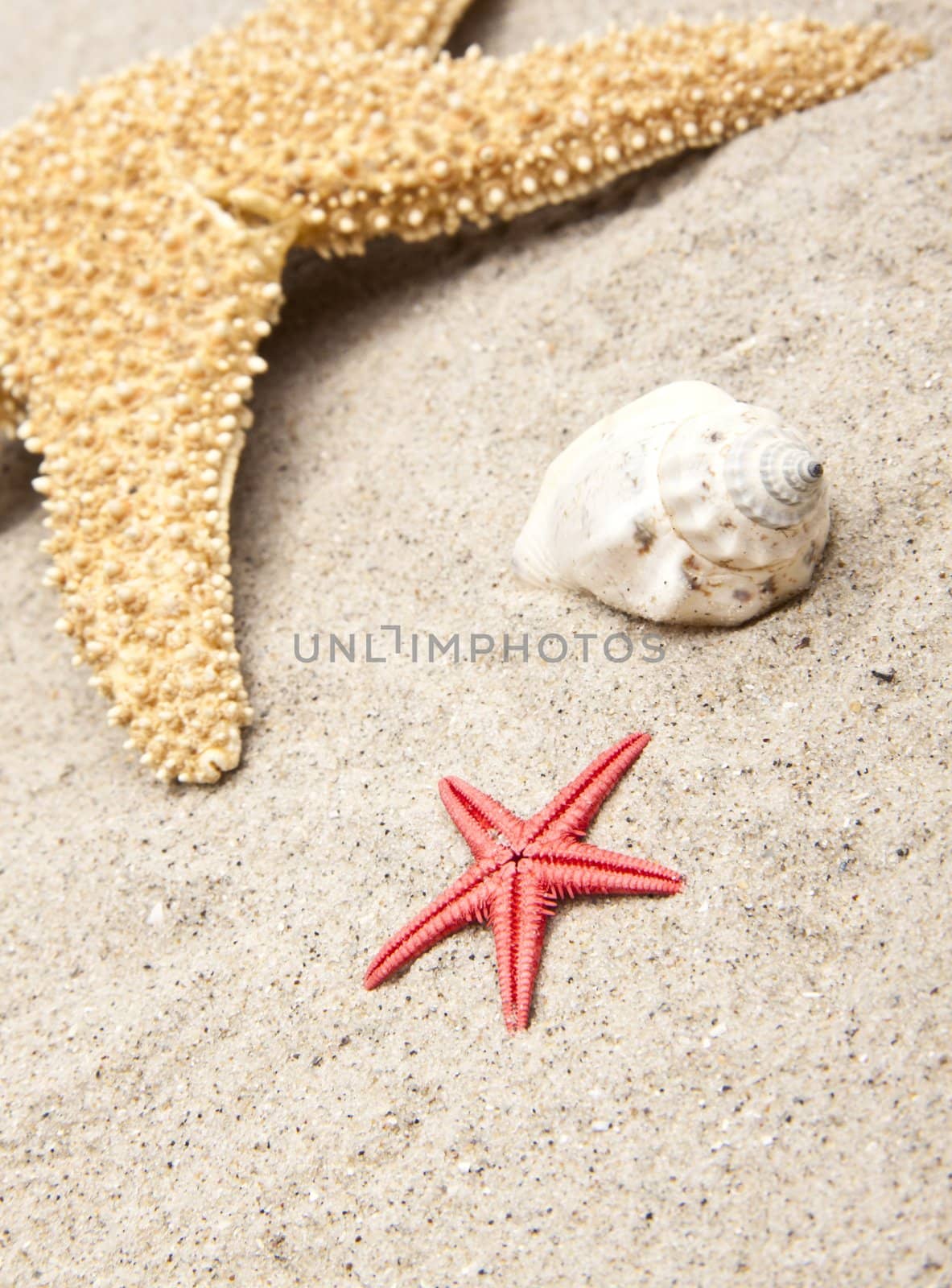 seashells on white sand