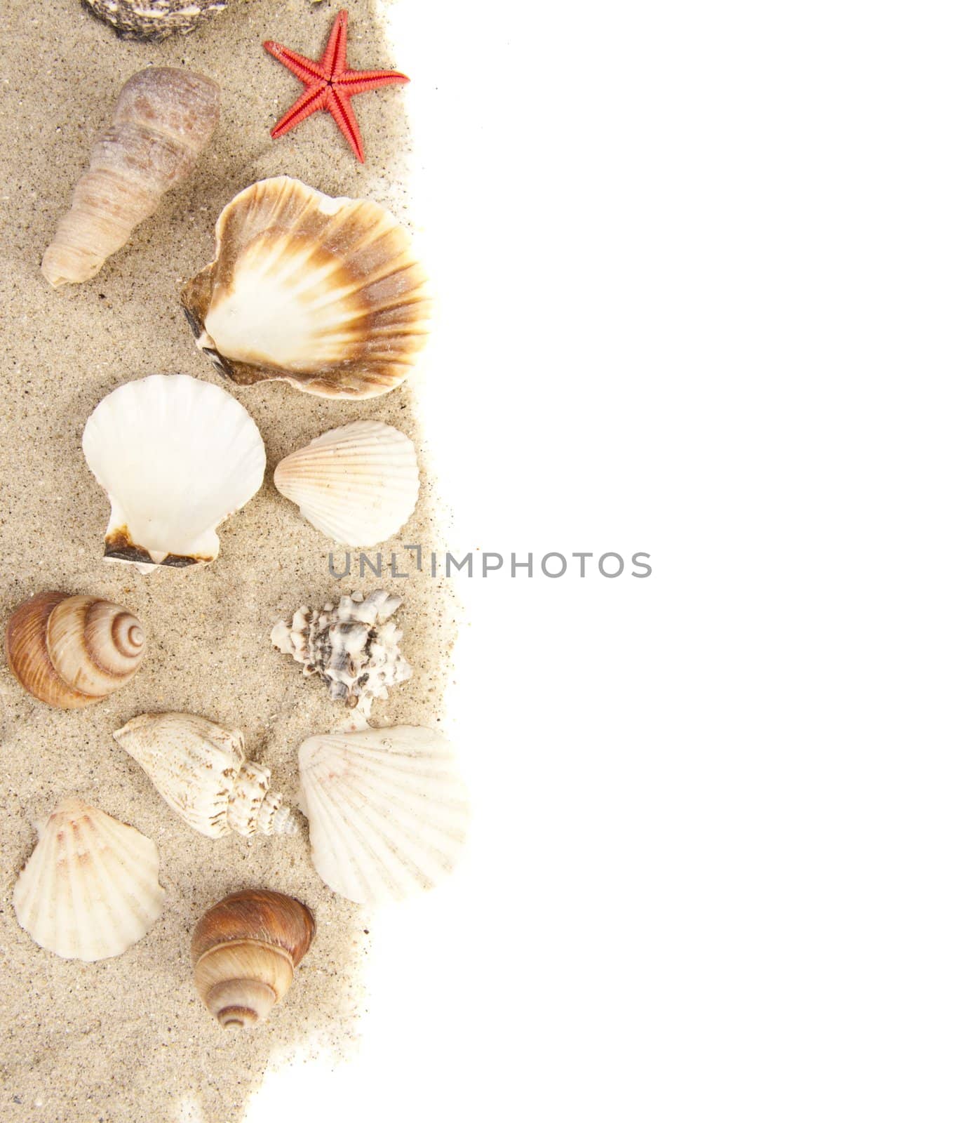 Set of Seashells