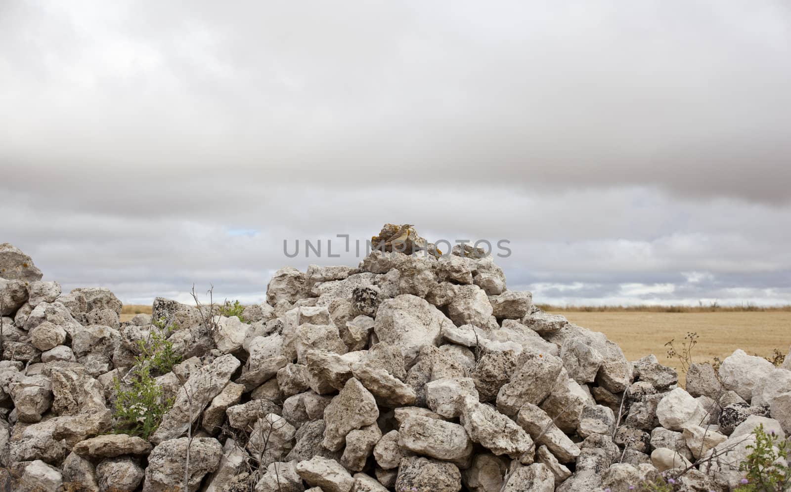 Bird on cairn, spanish countryside