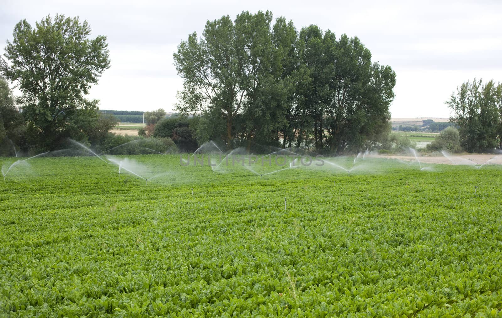 Irrigation in a field, spanish countryside