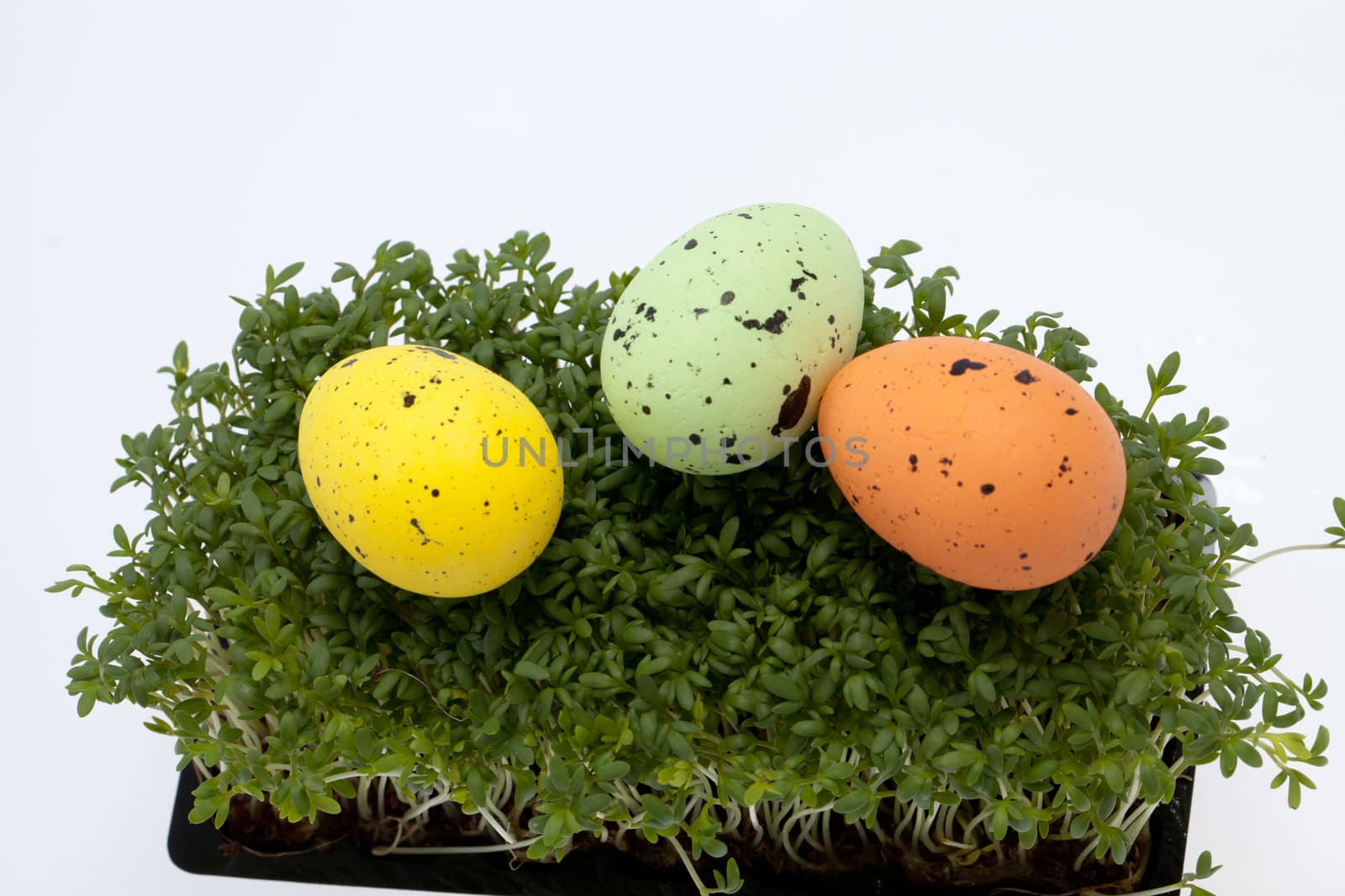 Easter eggs in fresh green cardamine