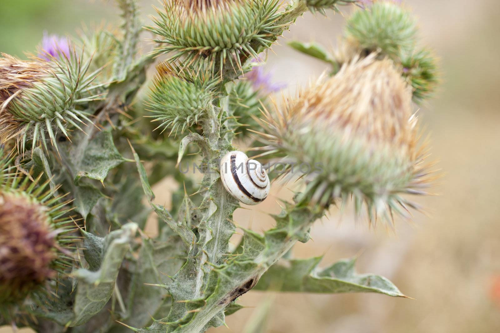 Snails on leaves in spanish countryside