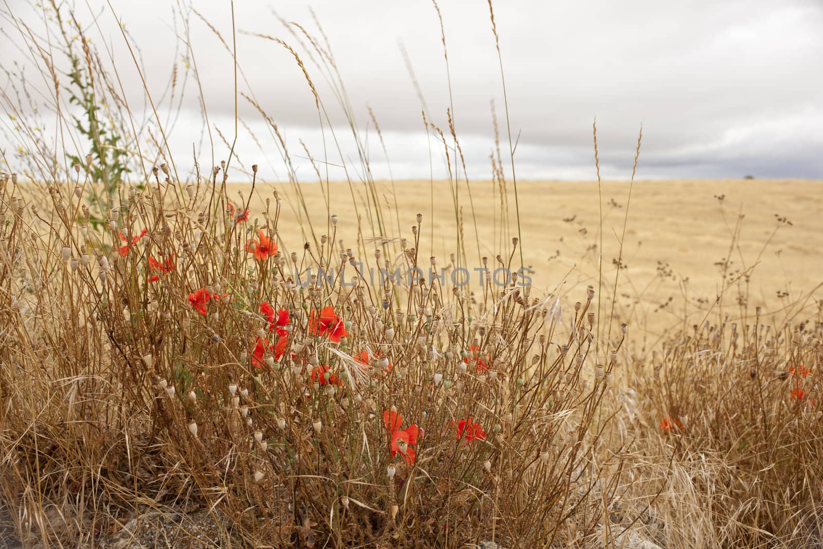 Poppies in the spanish countryside
