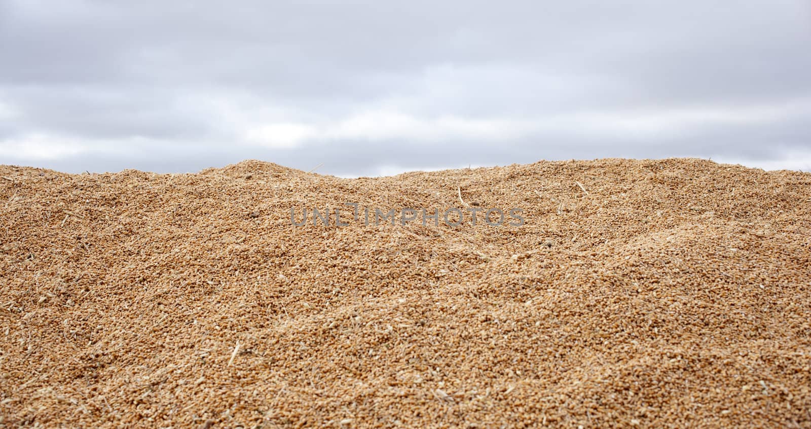 Wheat crop in spanish countryside