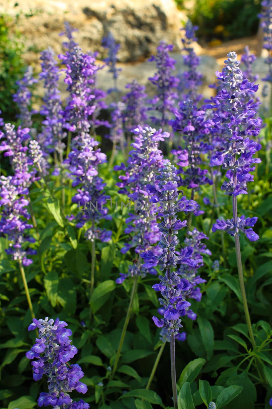 Purple flowers on field background